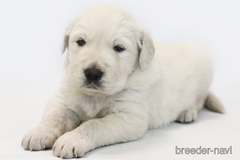 成約済の神奈川県のゴールデンレトリーバー-361617の3枚目